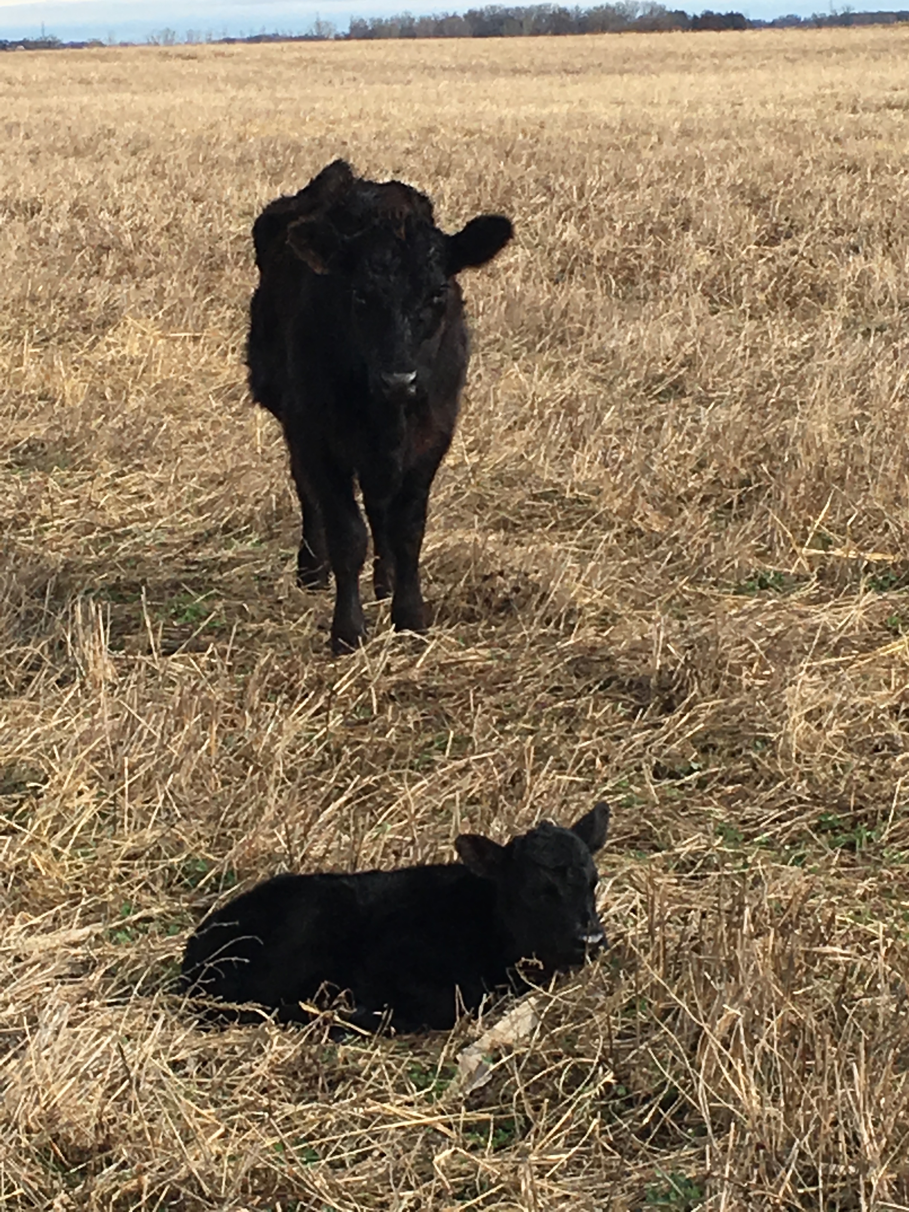 Our latest pasture born and raised calf